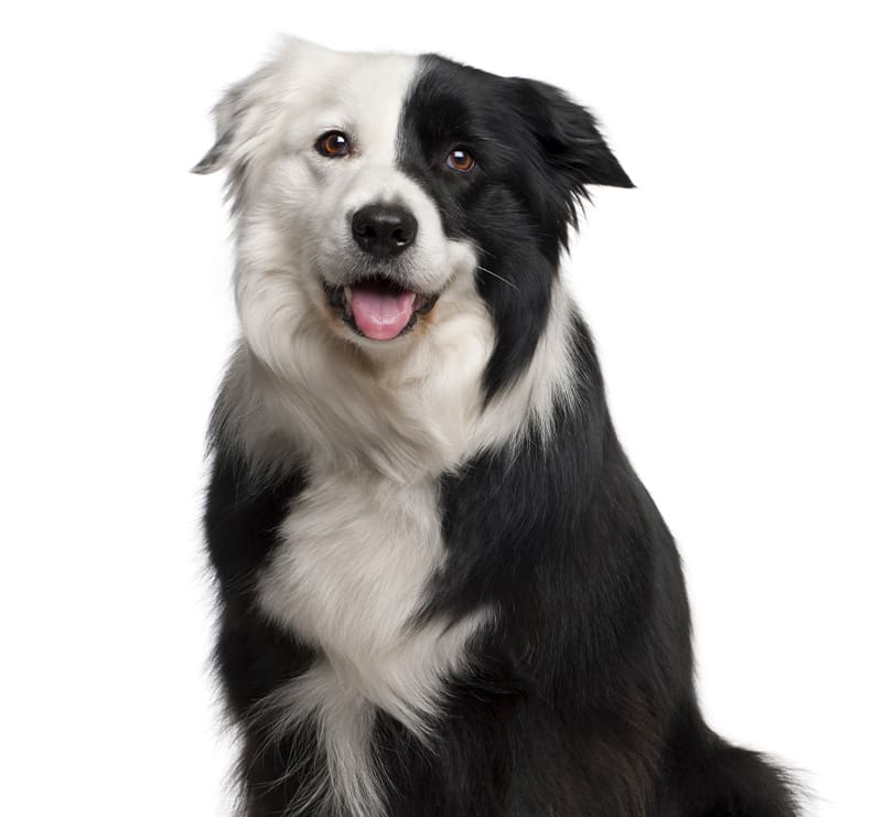 Large Dogs, Apple Valley Animal Hospital
